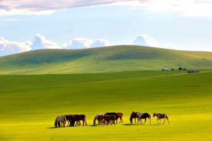内蒙古自治区非物质文化遗产保护条例（2017）