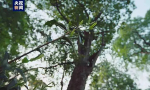 快讯！普洱景迈山古茶林文化景观申遗成功！